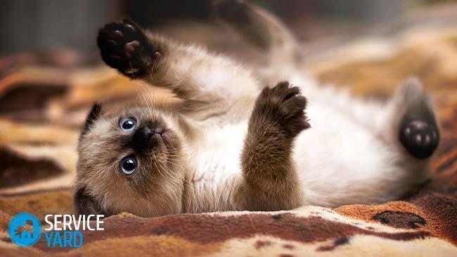 siamois-chaton-jpg-pagespeed-ce-8yjmfs36i