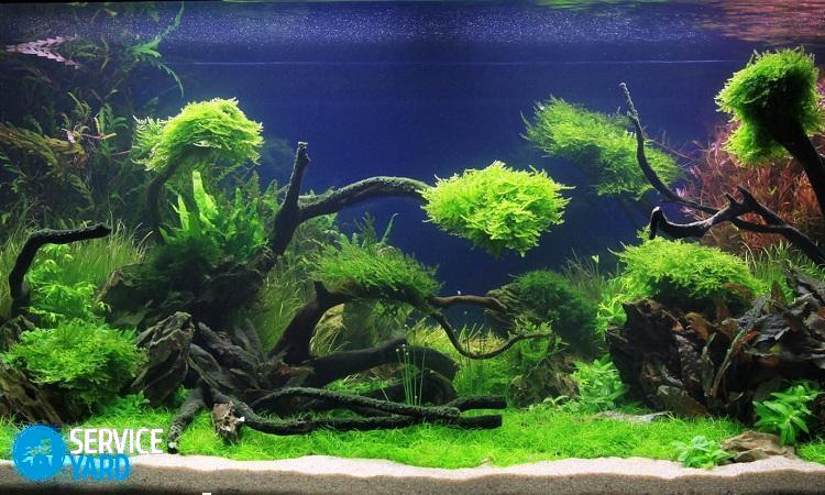 aquascaping-art-du-planté-aquarium-adrie-01-3-2
