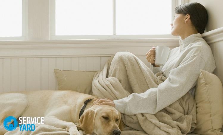 Hispanique, femme, chien, caresser