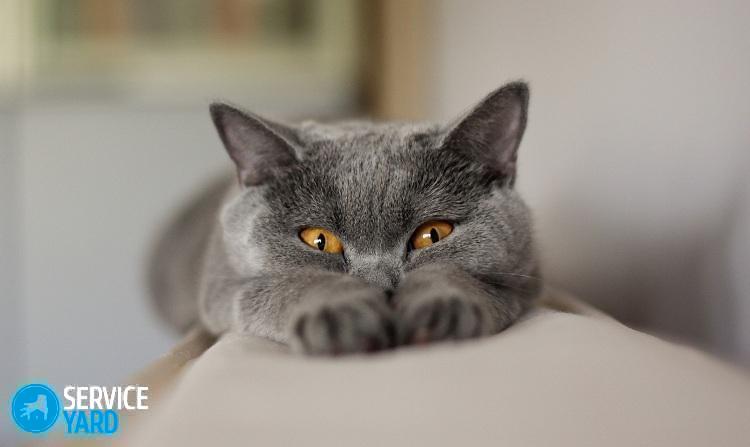 animals___cats__british_cat_peeping_046772_