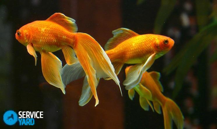 zolotaya_rybka_v_akvariume_1